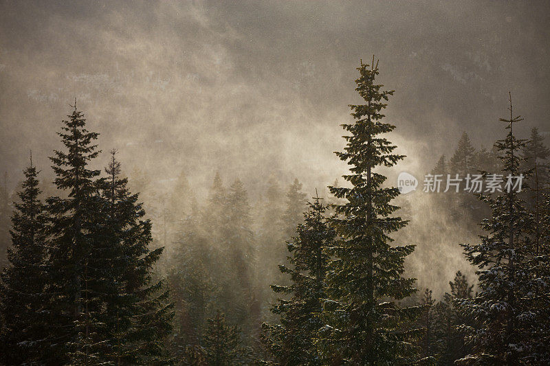 沙斯塔森林的风吹雪