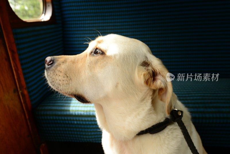 拉布拉多寻回犬