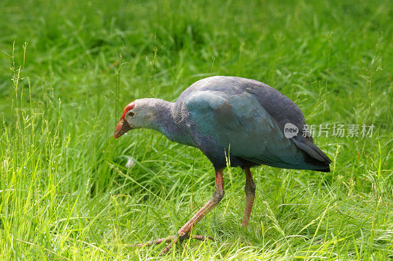 灰色头发紫色swamphen