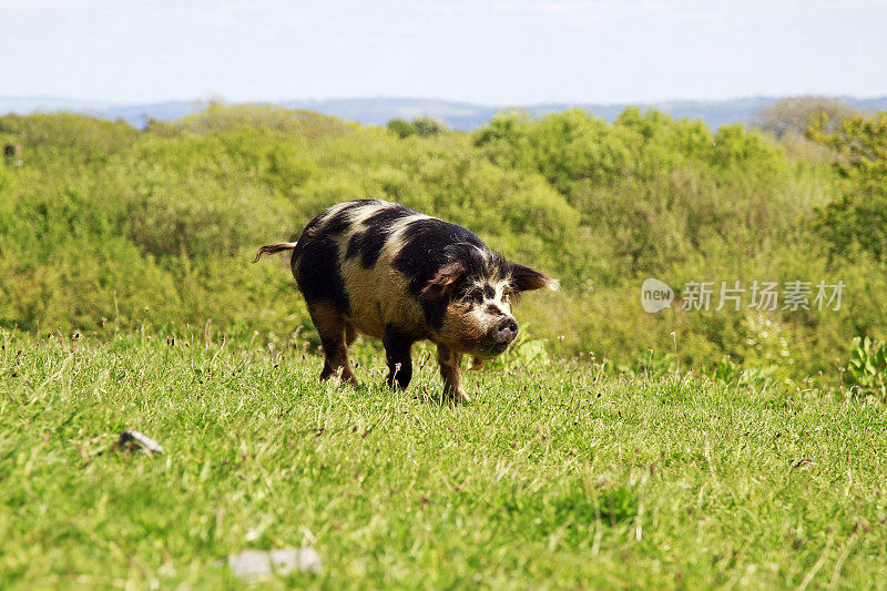 棕色和黑色的猪在田野里