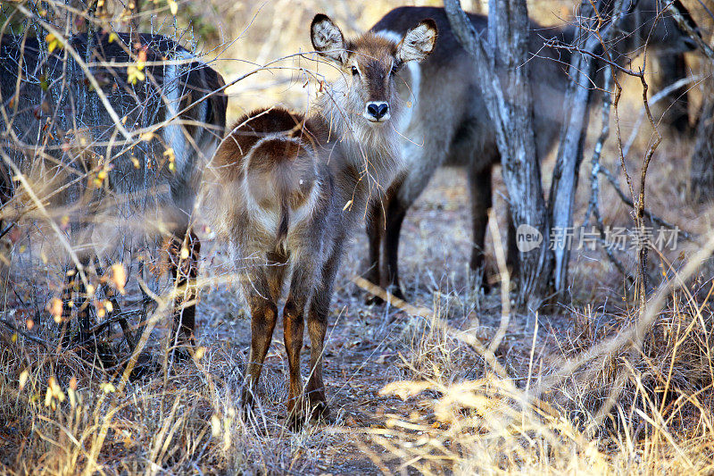 南非:克鲁格国家公园的水羚