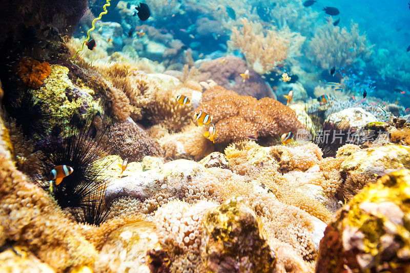 水下小丑鱼谷(amphiprioninae)