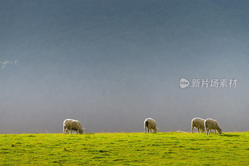 新西兰绵羊农场和山区背景。