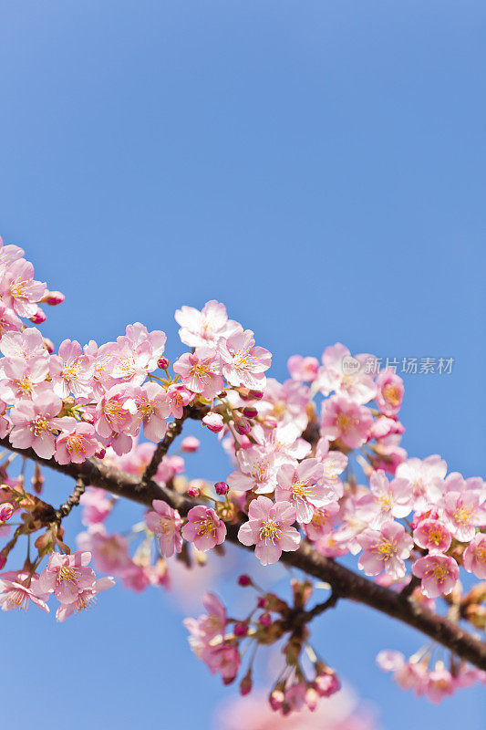 粉红色的樱花映衬着湛蓝的天空