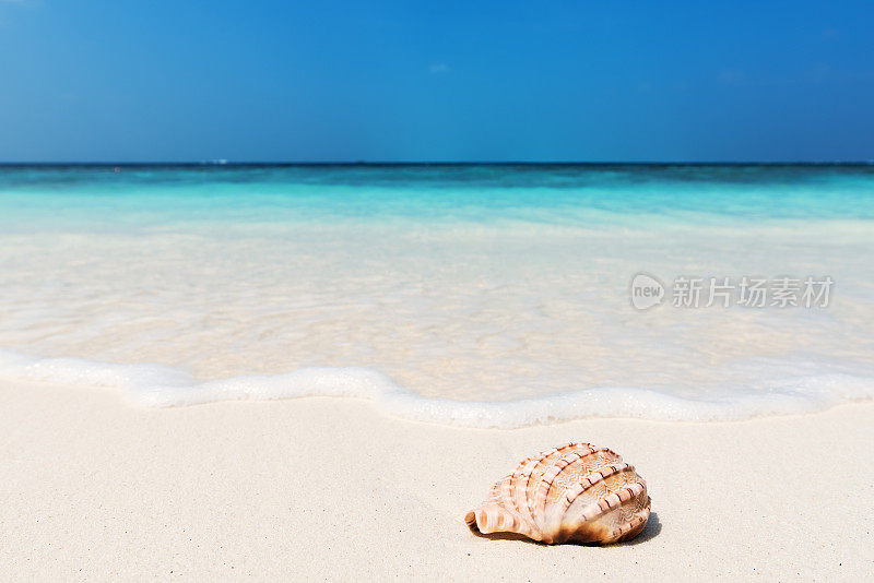 夏日海滩上的贝壳背景