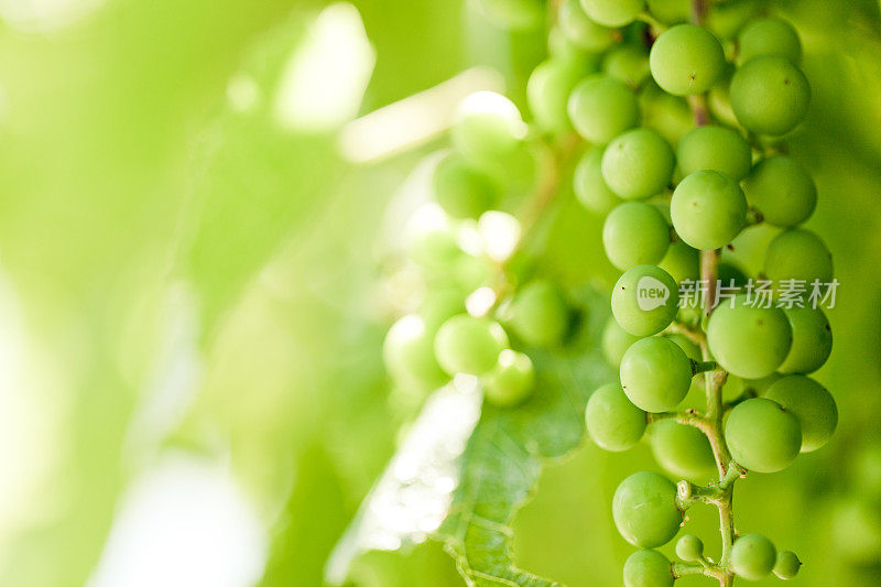 农业:葡萄和葡萄