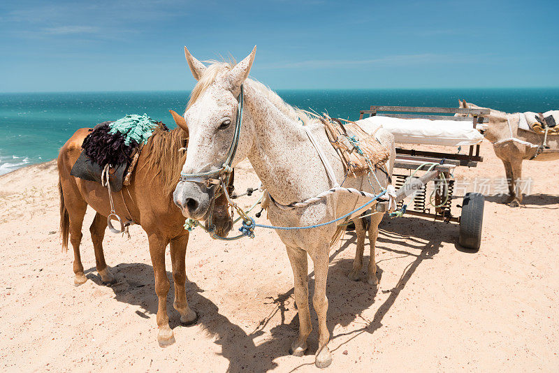运输马匹等待在炎热的巴西，南美