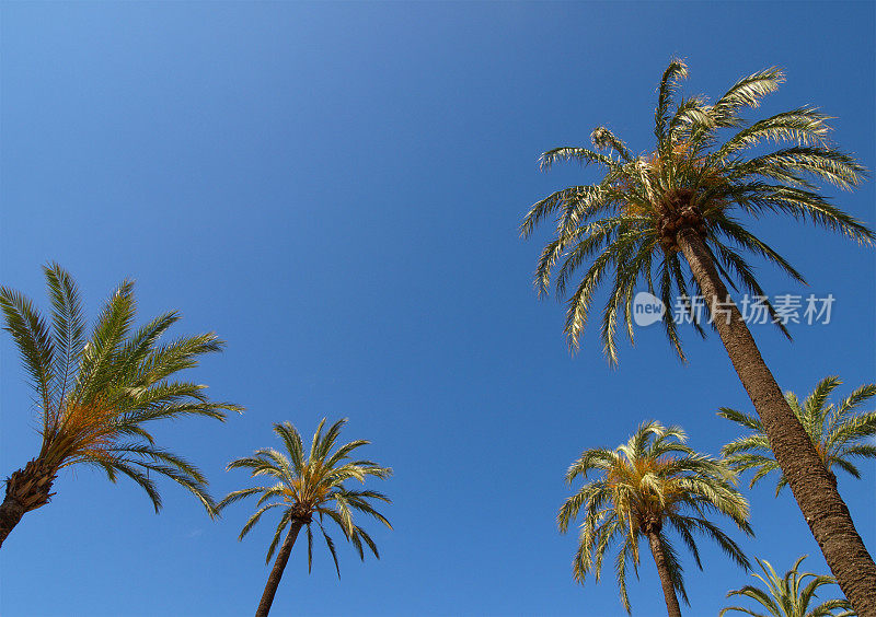 晴空下的西班牙棕榈树