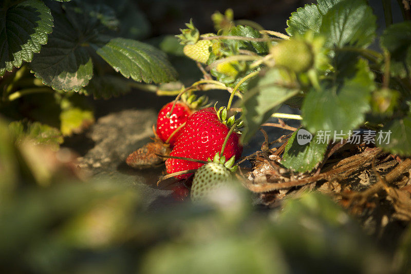 草莓作物生长在肥沃的农田上