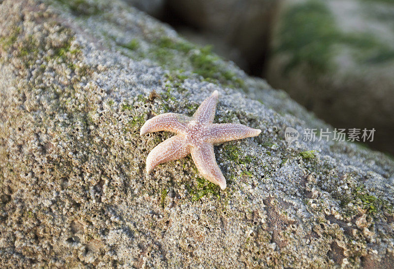 海星的生物