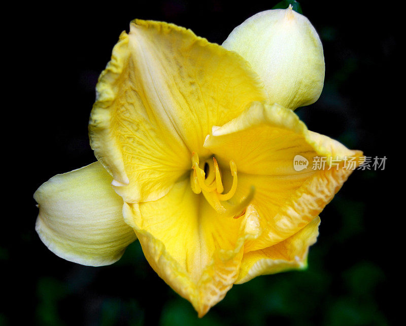 黄黄花，黑色背景