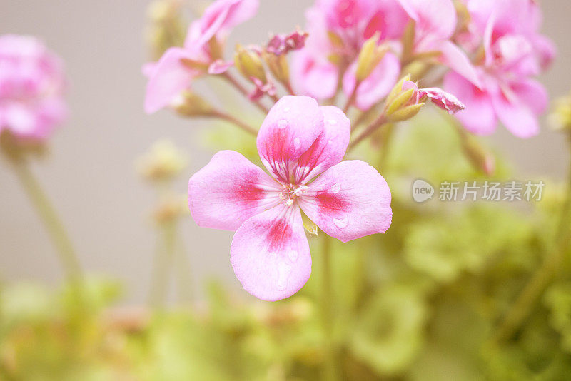 美丽的粉红色天竺葵家和花园花