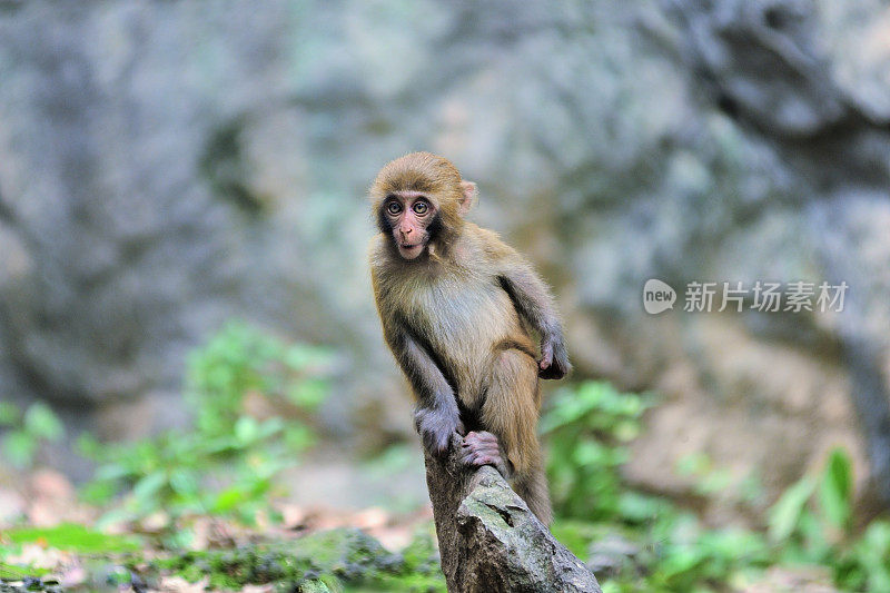 小猴子站在石头上