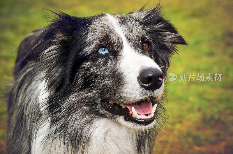 狗的肖像-边境牧羊犬的眼睛不同的颜色