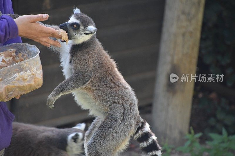 饲养狐猴