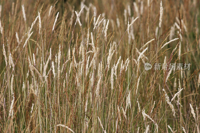 棕色干燥的夏季草近距离混合焦点