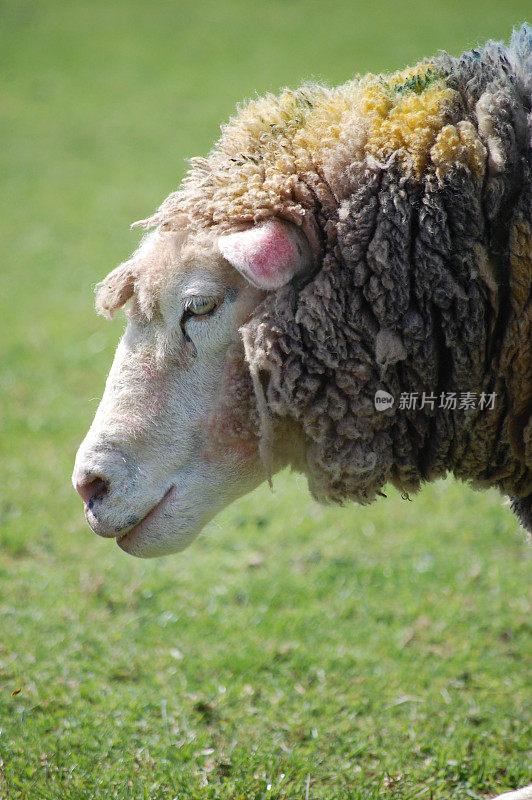 羊头。
