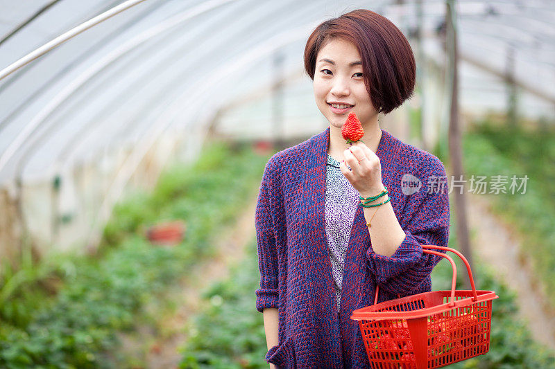 一个亚洲女孩站在草莓地里，吃着新鲜的水果