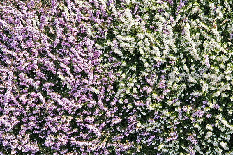 爱丽卡花特写(白色和粉色)