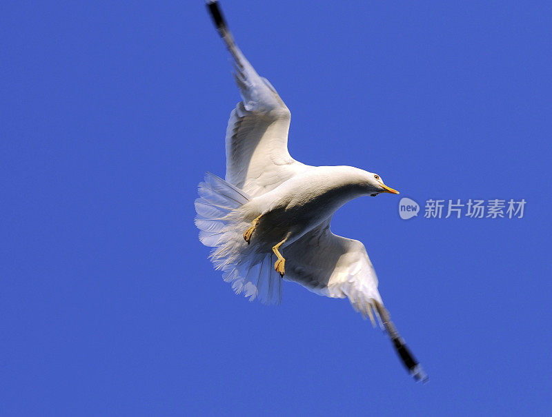 飞翔的海鸥