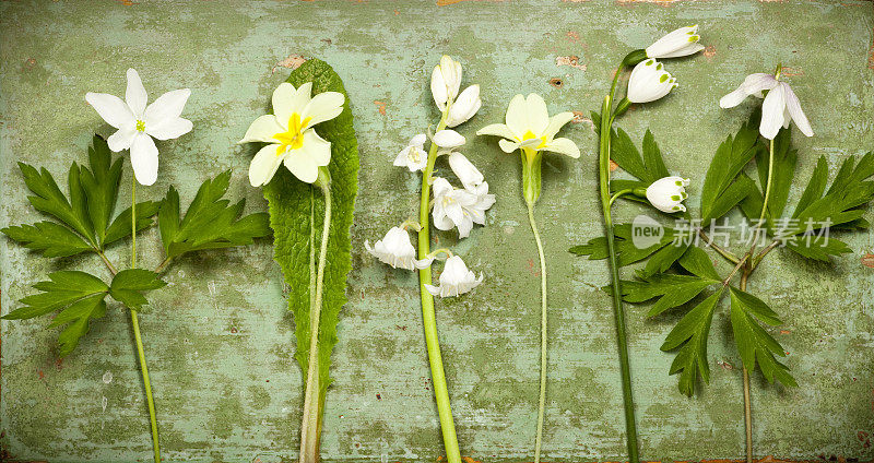 春花静物