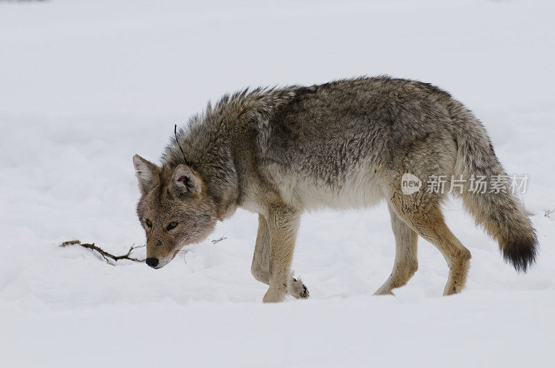 雪里有土狼