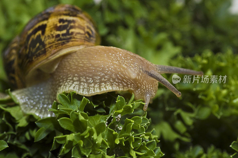 蜗牛和欧芹