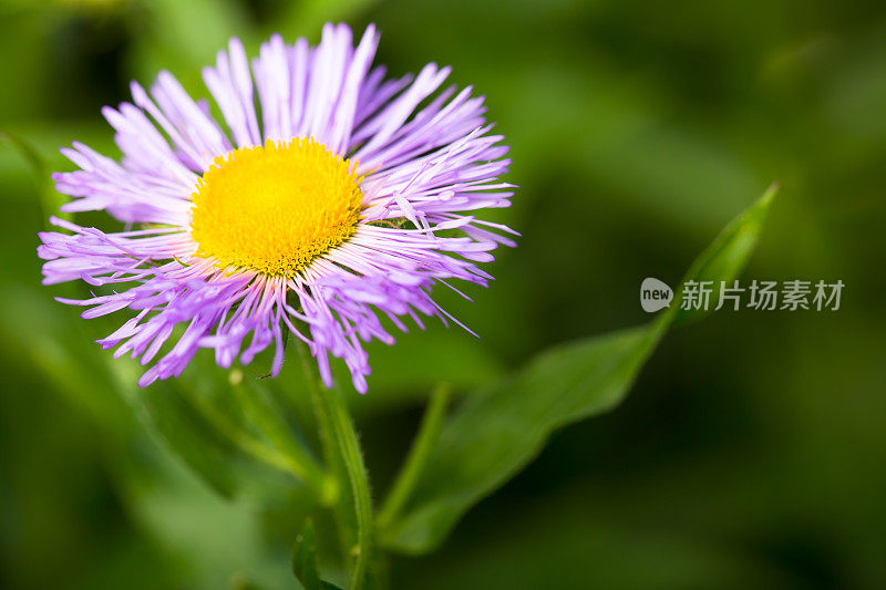 紫色daisies-Purple飞蓬属植物