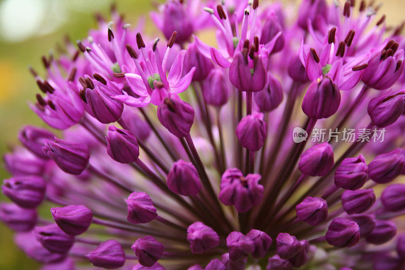 葱属植物的紫色的感觉