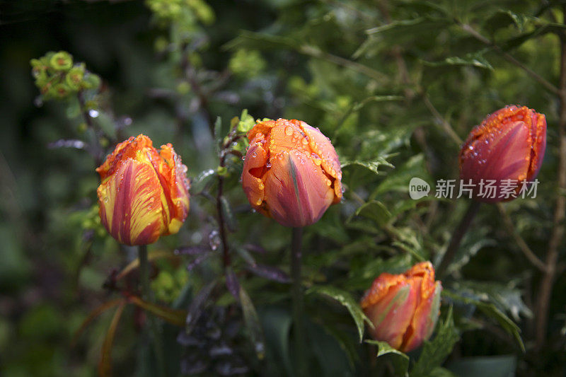 雨中的郁金香花蕾