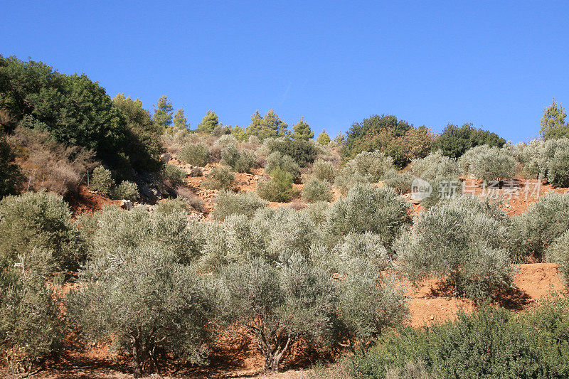 橄榄树,以色列