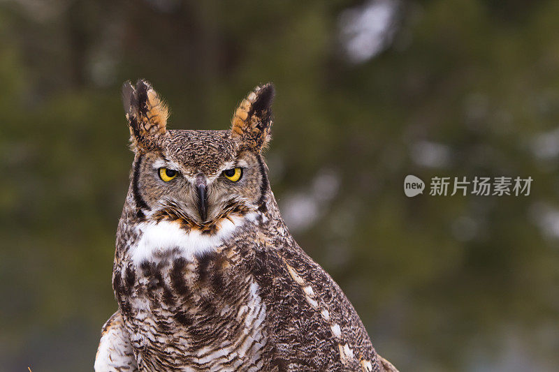 大角猫头鹰肖像。