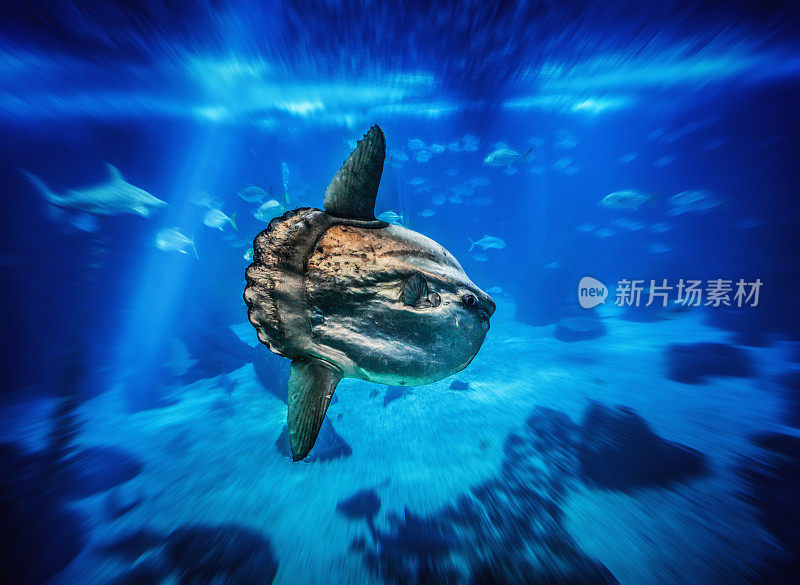 太阳鱼在一个巨大的蓝色水族馆