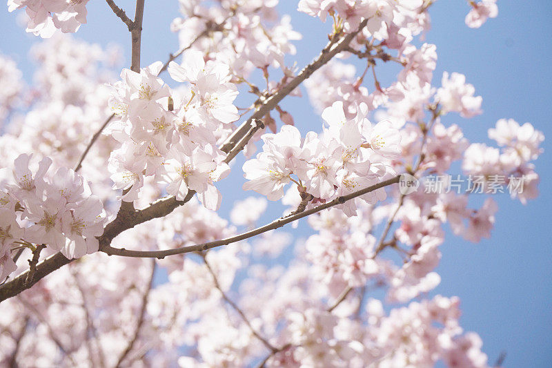 日本樱花