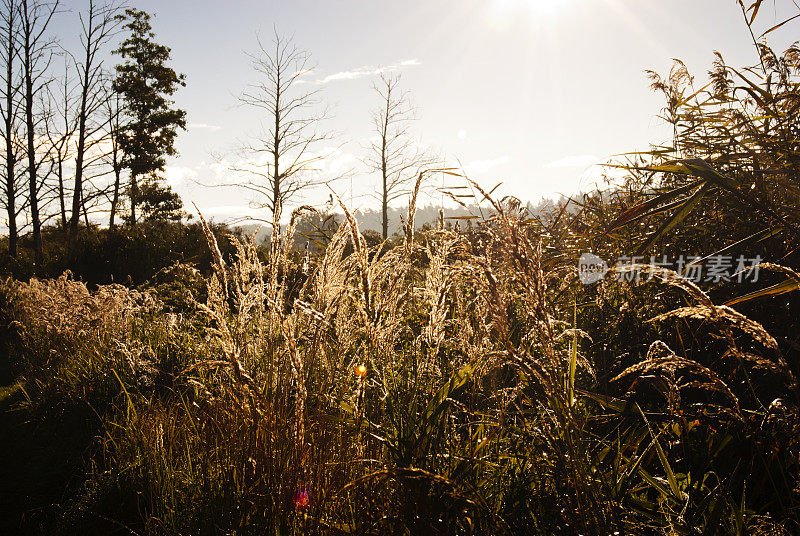 清晨的阳光下，皮涅河上的草地和树木