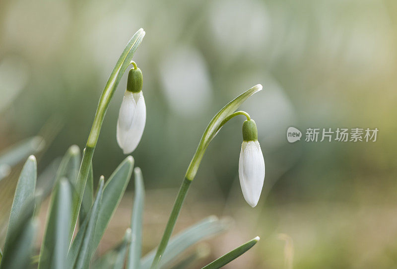 雪花莲