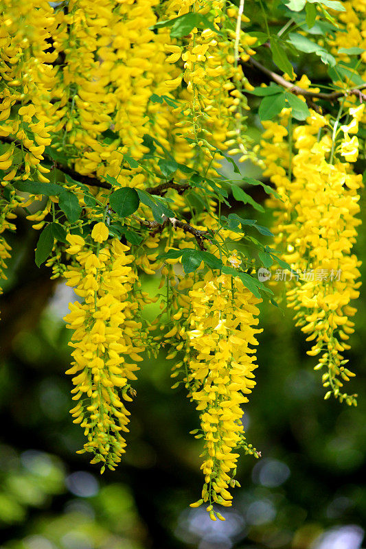 亮黄色的金链花树在花园里(金链)的形象