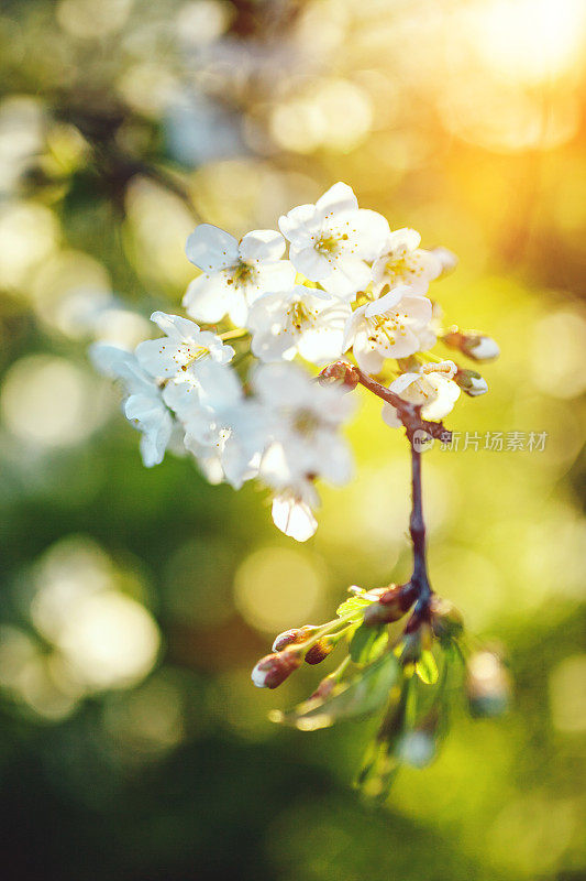 梨树开花