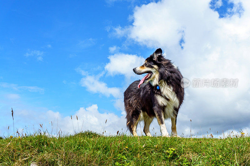 边境牧羊犬站在长满草的岬角上