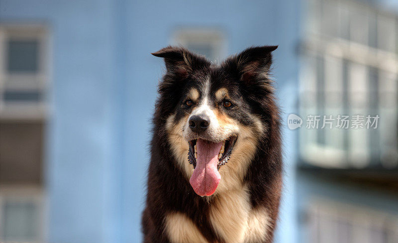 友好的边境牧羊犬与copyspace任何一方的特写