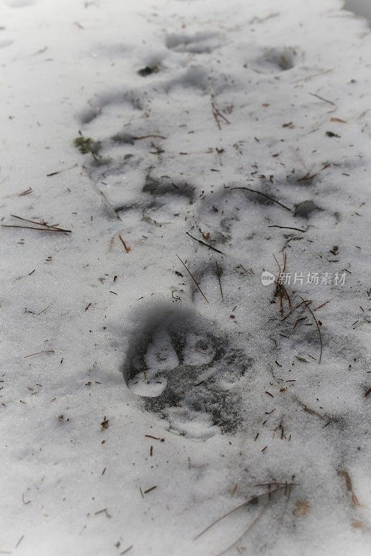 冰冻在雪中的大型动物爪印