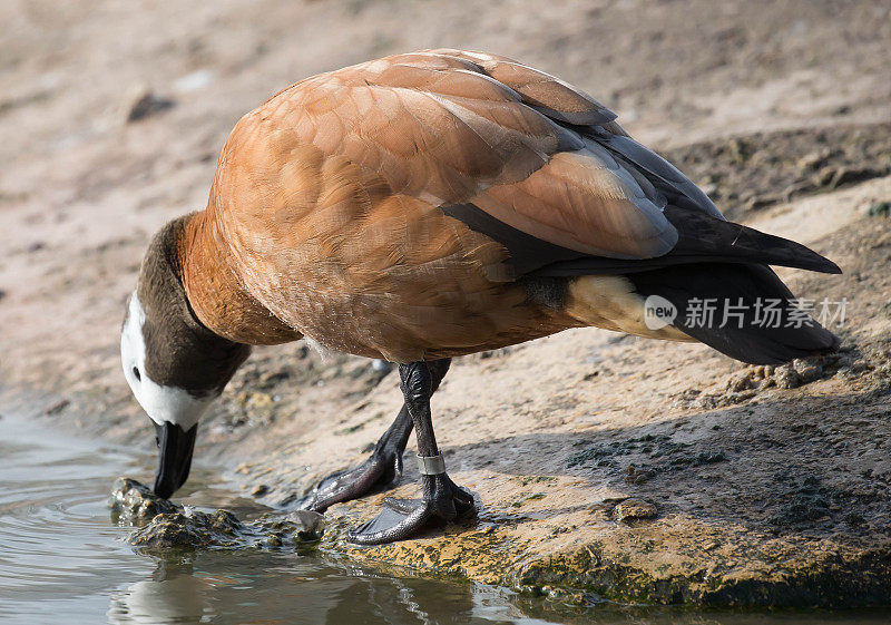 面容苍白的吹口哨鸭