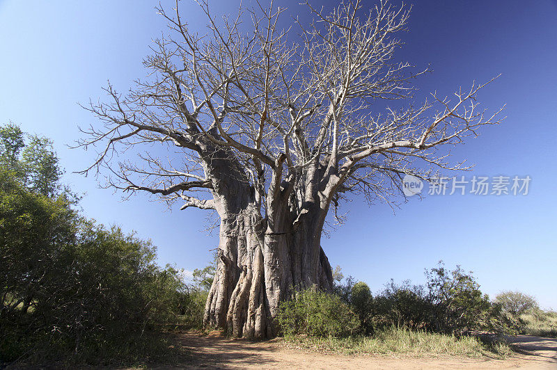 南非克鲁格公园的猴面包树