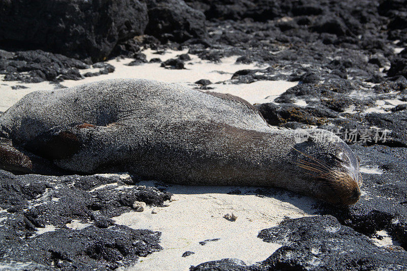 加拉帕戈斯群岛:加?奇诺岛的帕戈斯海狮