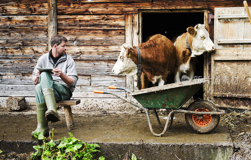 瑞士农民旁边的牛与数字平板电脑