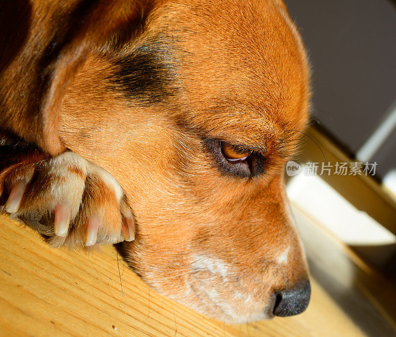 比格尔犬，头阳光灿烂