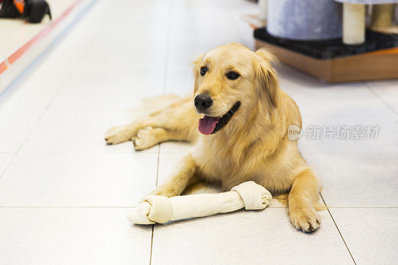 可爱的金毛猎犬和大狗骨头在宠物店