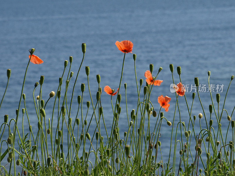 在蔚蓝海岸的水前盛开的罂粟花