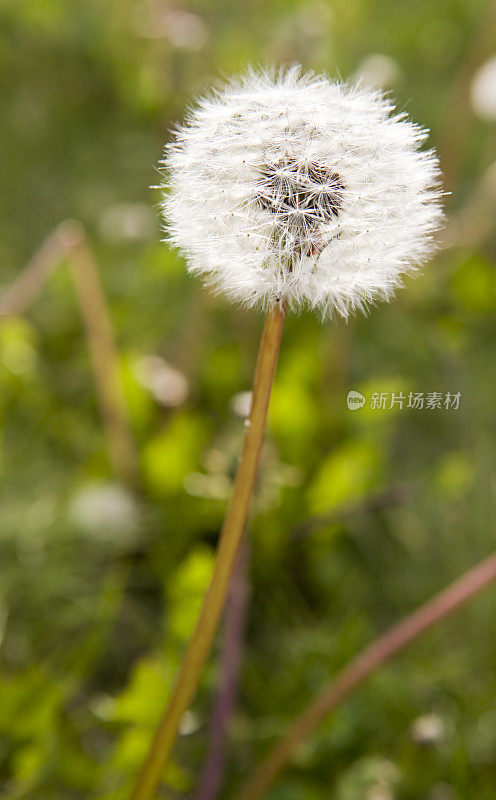 刮花