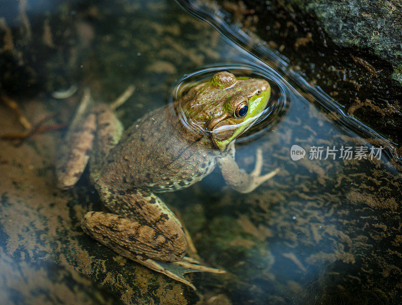 青蛙在水里